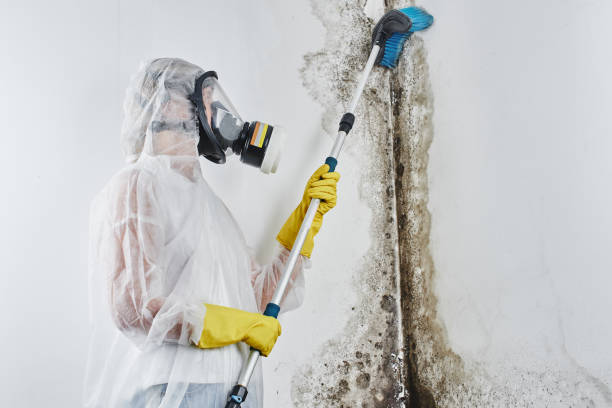 Professional Mold Remediation in Bellefonte, DE