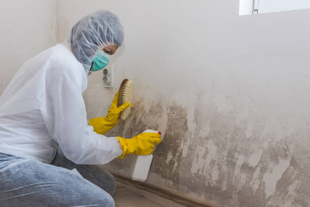 Best Black Mold Remediation in Bellefonte, DE