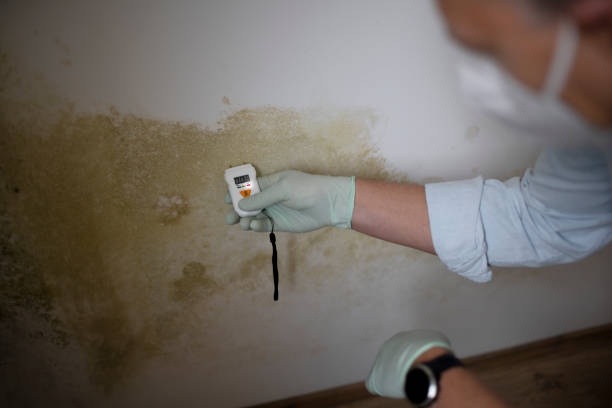 Best Post-Remediation Services in Bellefonte, DE