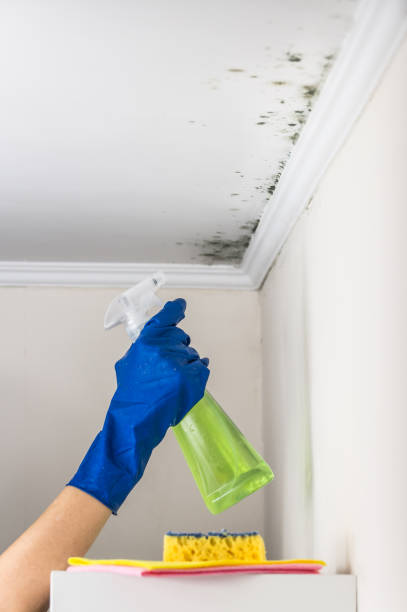 Best Basement Mold Remediation in Bellefonte, DE